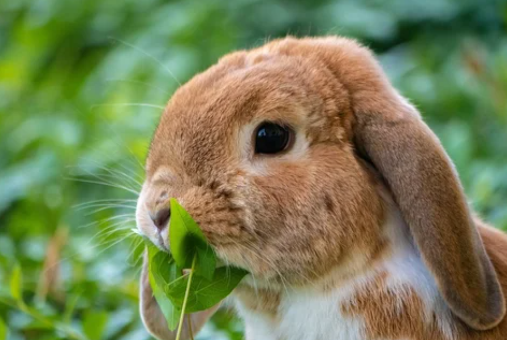 Aprueban la importación de conejos como animales domésticos | Información General