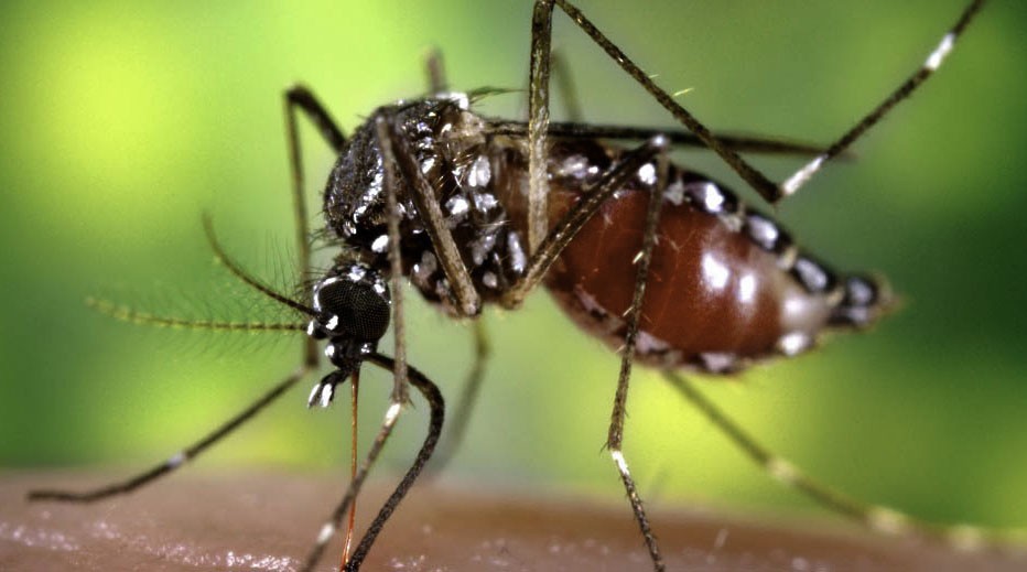 El Gobierno empezó a distribuir 160 mil vacunas contra el dengue | Información General