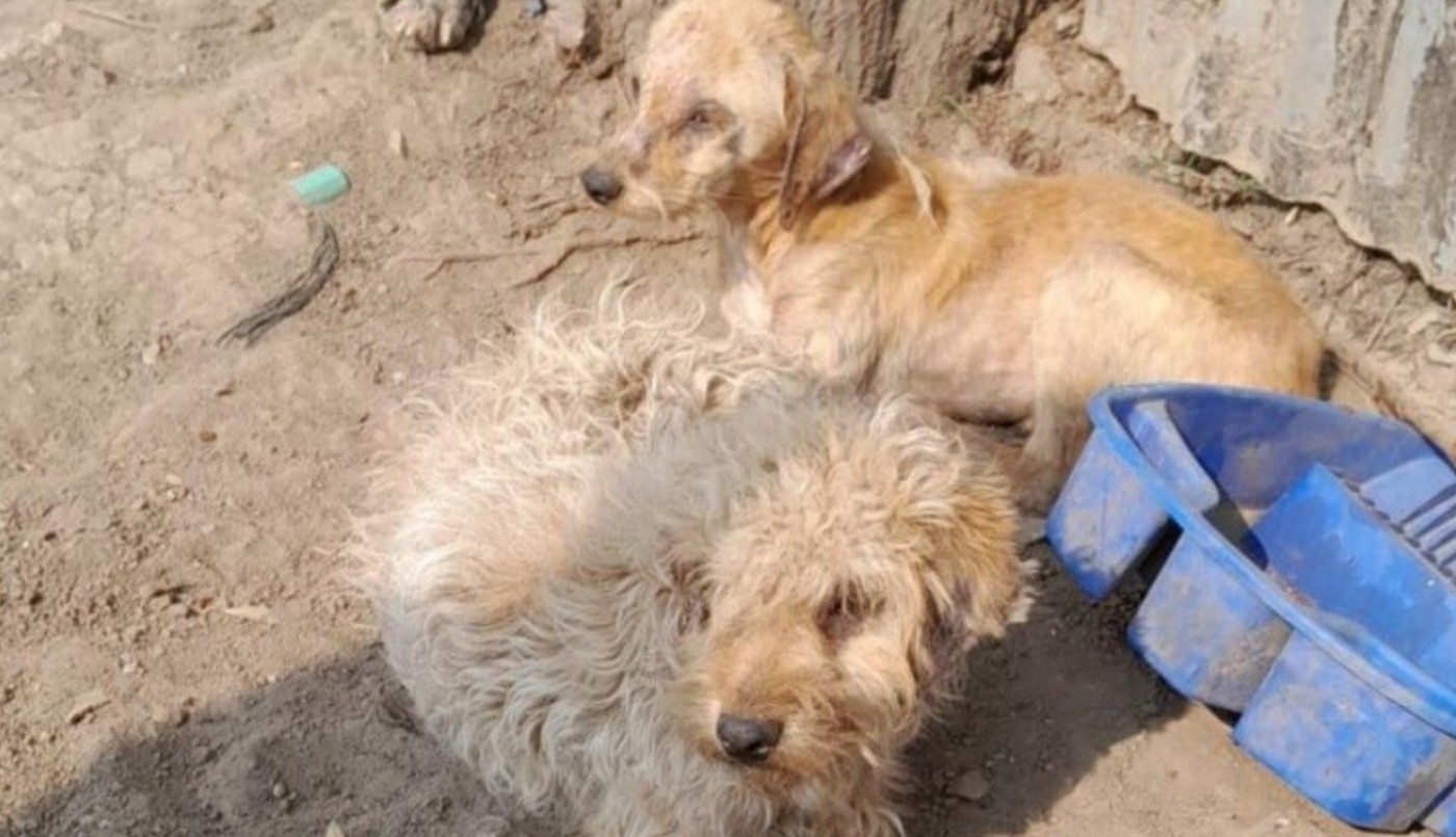 Maltrato animal: rescataron ocho perros y dos gatos en estado de desnutrición en zona oeste | Rosario y la región