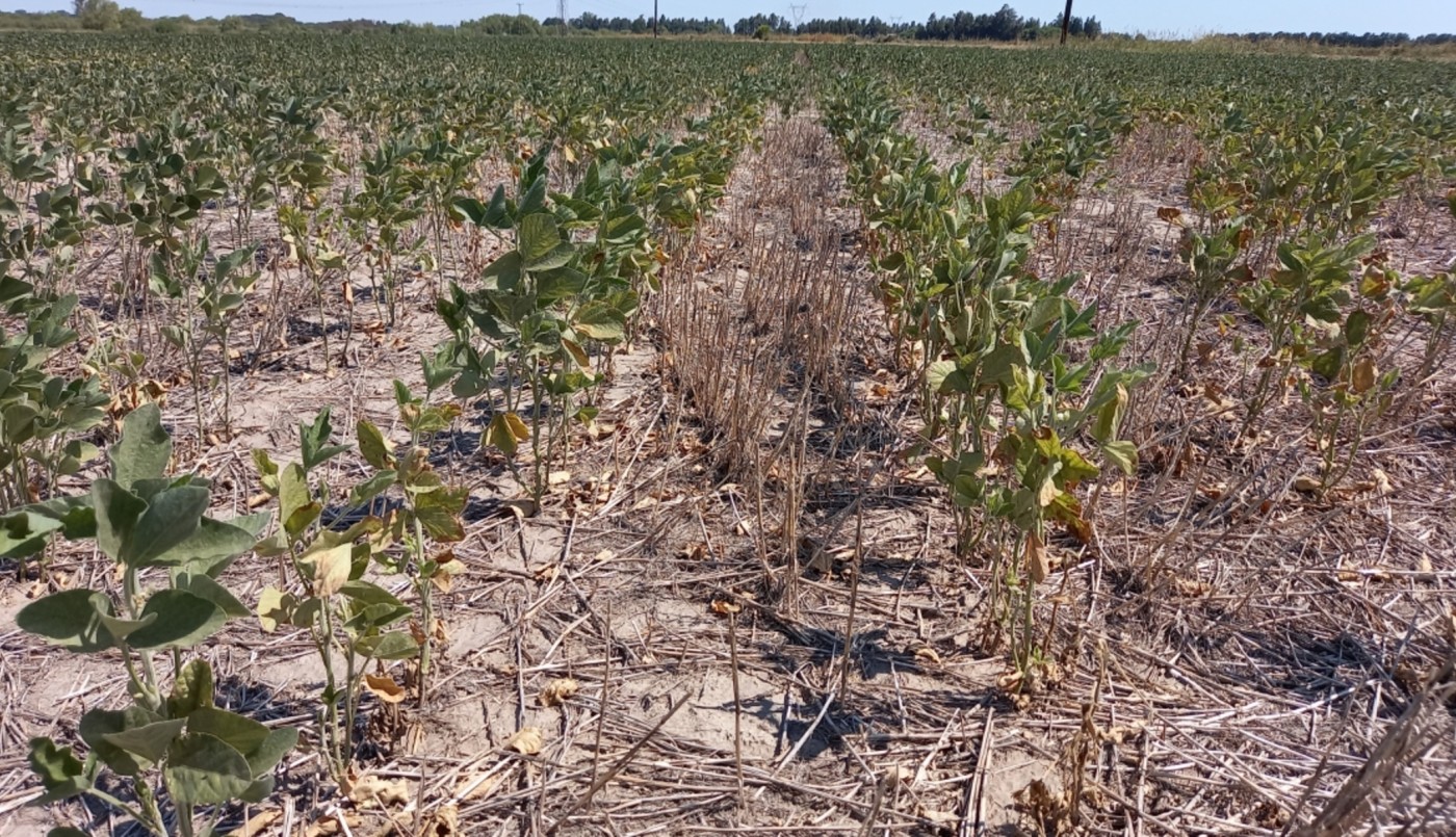 Declaran emergencia agropecuaria en cuatro departamentos de Santa Fe | Información General