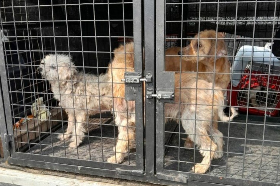 Rescataron a diez animales en extremo estado de vulnerabilidad | Rosario y la región