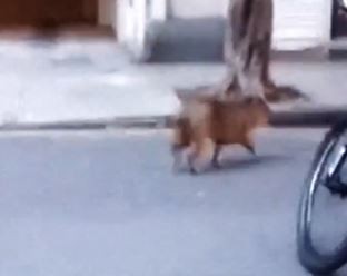 Sorpresa en Recoleta: apareció un carpincho caminando por la calle | Información General