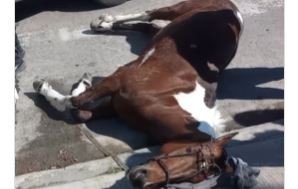 Denuncian que maltratan caballos en peregrinación a Luján | Información General
