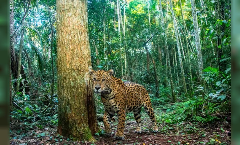Una cachorrra de yaguareté murió atropellada por una camioneta de servicios turísticos en Iguazú | Información General