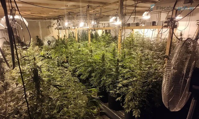 Rosario: condenaron a cuatro hombres por un cultivo de 269 plantas de marihuana | Rosario y la región