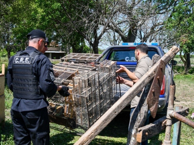 Villa Ocampo: rescataron y liberaron a más de 300 aves que estaban encerradas en una casa abandonada | Rosario y la región