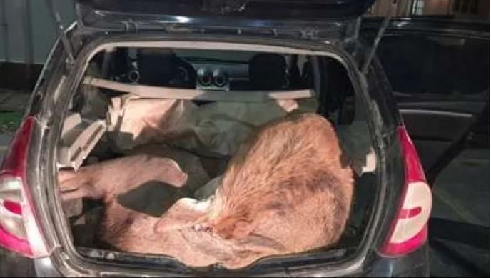 Fueron imputados por transportar dos ciervos colorados en el baúl de su auto | Información General