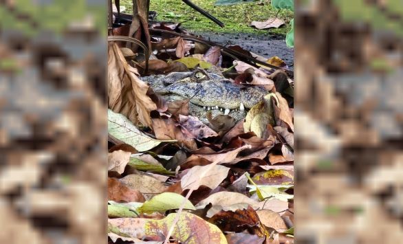 Rescataron un yacaré que habitaba en el instituto Malbrán | Información General