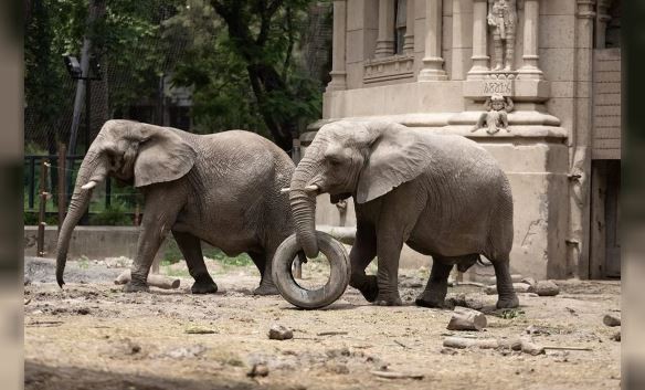 Murió Kuki, unas de las elefantas africanas | Información General