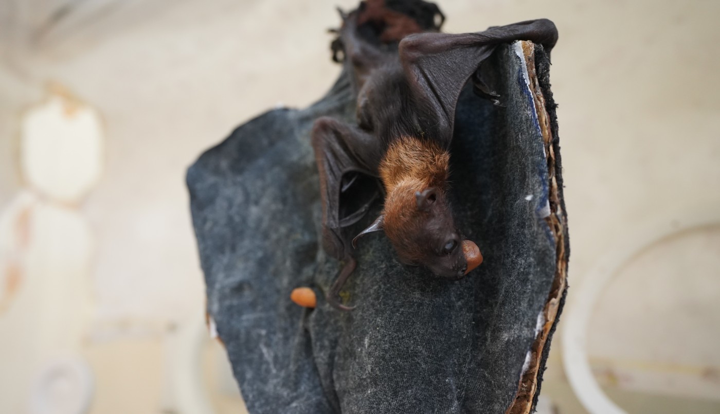 Murciélago bebé sobrevive a una caida luego del parto y ahora es criado en una incubadora | Información General