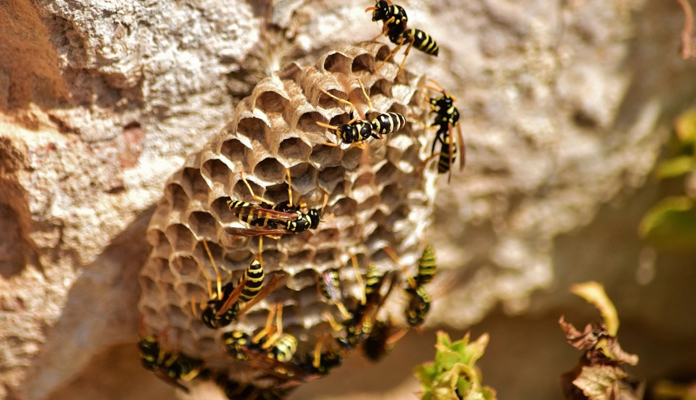 Fue a orinar a un árbol y lo picó un centenar de avispas: terminó en terapia intensiva | Rosario y la región