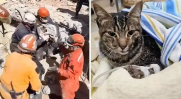 Emoción en Villa Gesell: rescataron a la gata de Nahuel Stefanic, una de las víctimas por el derrumbe | Información General