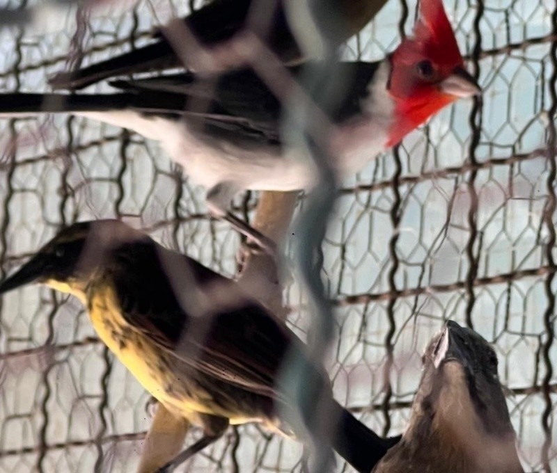 Zona sur: rescataron más de 70 aves silvestres de una casa | Rosario y la región