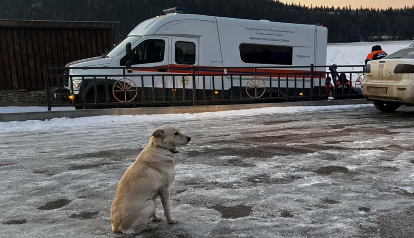Perra espera hace varios días a su dueño que ahogó mientras cruzaba un río congelado | Internacionales