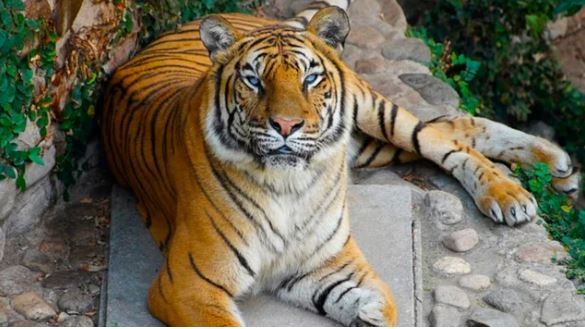 Murió Brisa, la tigresa más longeva de Córdoba | Información General