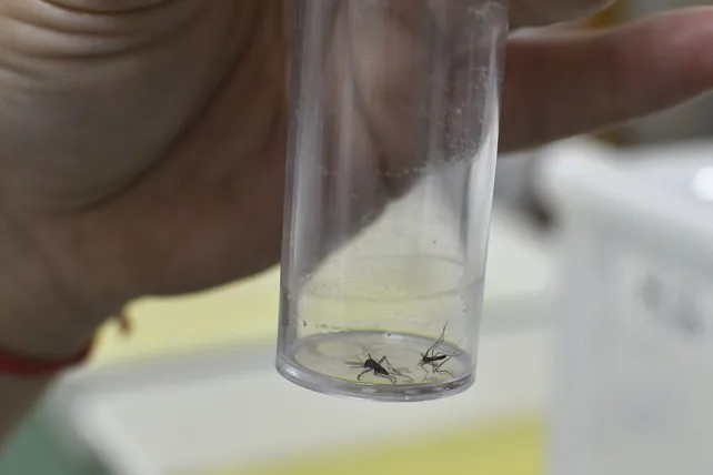 Dengue en Rosario: anuncian tres nuevos casos autóctonos | Rosario y la región