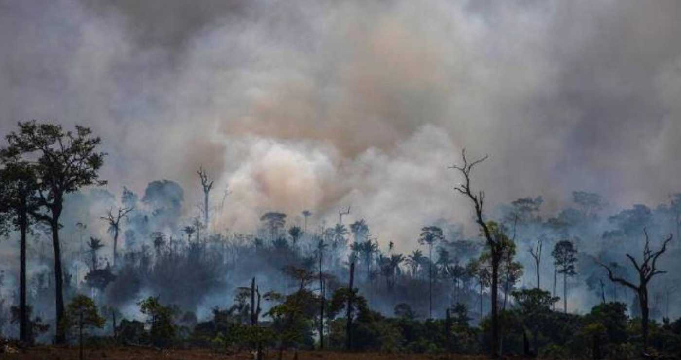 Interpol detuvo a 26 personas por deforestación ilegal en frontera entre Argentina, Brasil y Paraguay | Información General