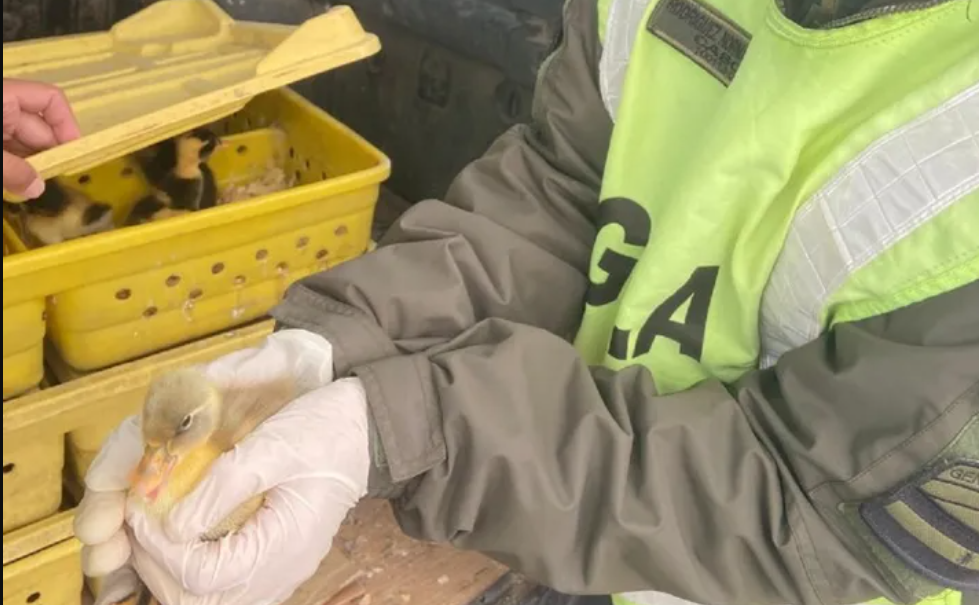 Viajaba con 150 patos en el baúl de su vehículo | Información General