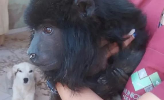 Encuentran un mono carayá atrofiado y desnutrido en Santa Cruz | Información General