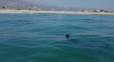 Murió un turista atacado por un tiburón en un balneario egipcio del Mar Rojo | Internacionales
