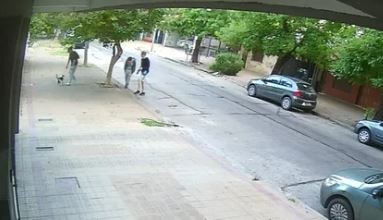 Horror en La Plata: después del brindis de Año Nuevo, desalmados revolean por el aire a un gato para divertirse | Información General