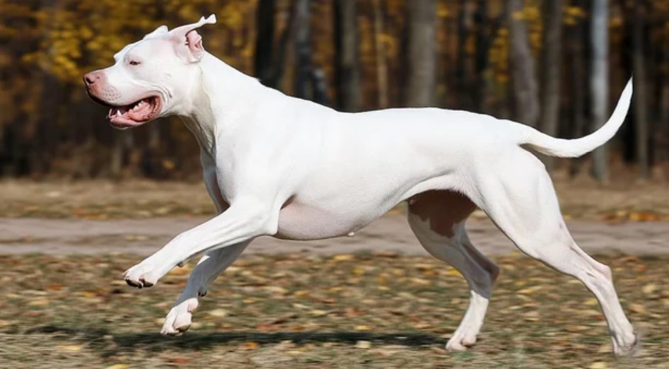 Una jubilada de 70 años fue atacada por un dogo en Bahía Blanca | Información General