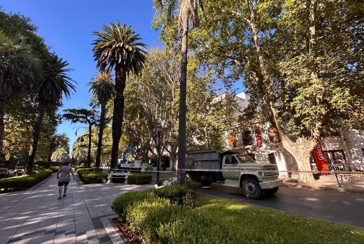 Retirarán árboles secos y en riesgo de caída en el centro | Rosario y la región