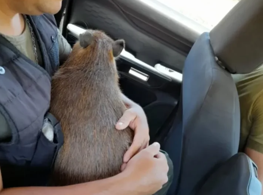 Rescataron a un carpincho que tenían como mascota en Corrientes | Información General