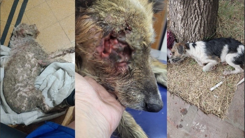 Maltrato animal en Rosario: un perro atado a un árbol, uno abandonado en una plaza y otro quedó ciego por pirotecnia | Rosario y la región