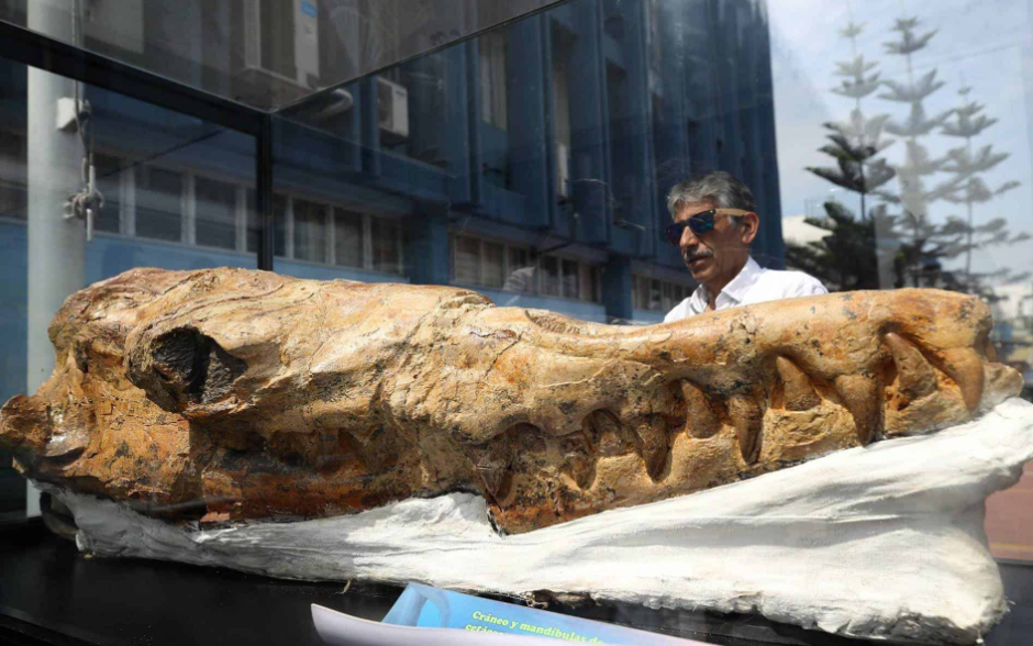 "Abuelo del tiburón blanco": presentaron fósil de 9 millones de años de antigüedad | Internacionales