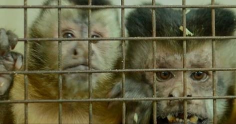 Trasladaron a Sudáfrica a 50 monos hallados en el sótano de un hospital en Saavedra | Información General