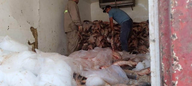 Decomisaron 3.000 sábalos en un operativo de control en Santa Fe | Rosario y la región