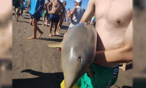 Mar del Tuyú: murió un delfín en la costa argentina porque lo sacaron del agua para tomarse fotos | Información General