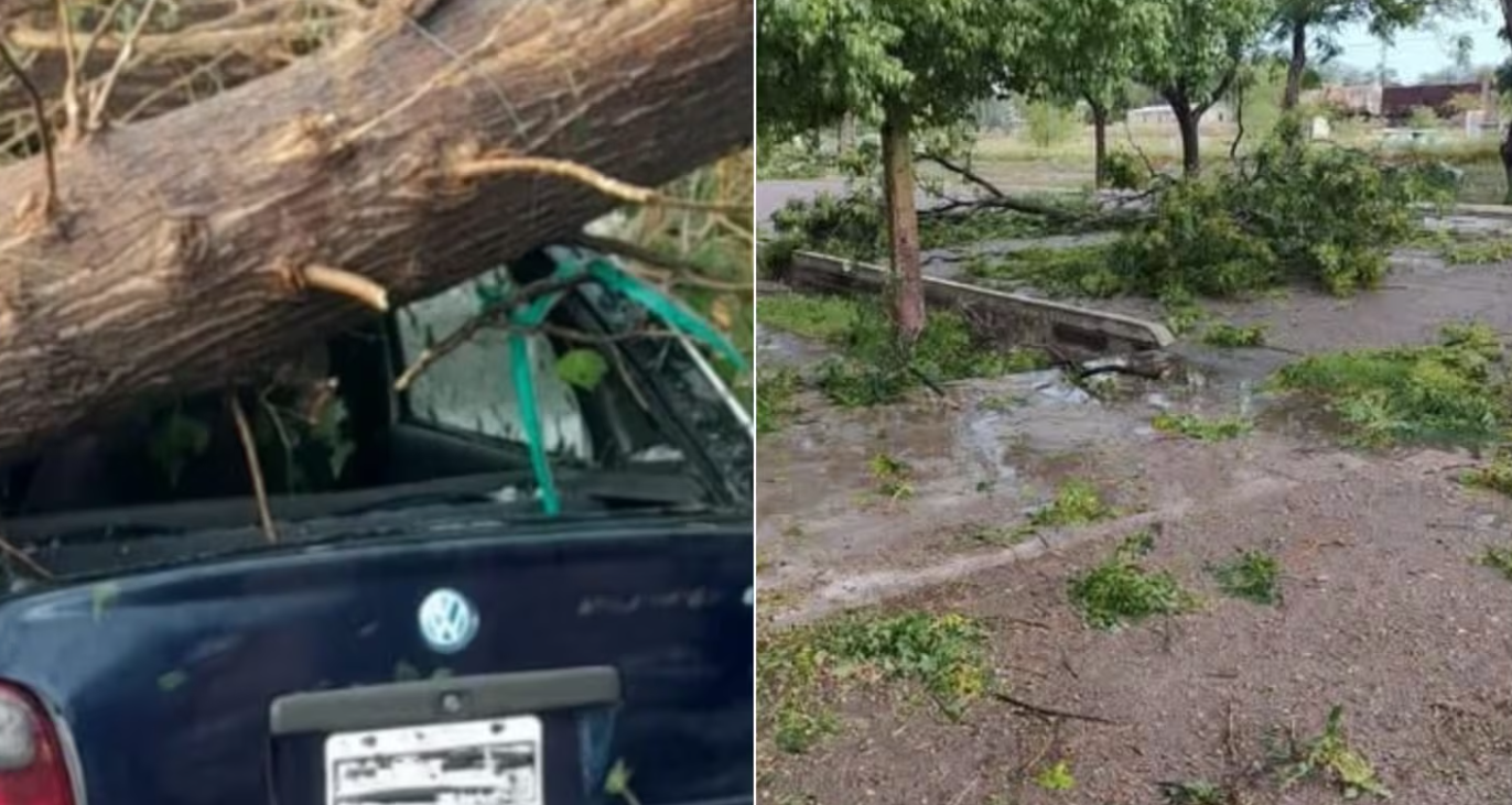 Tragedia en Mendoza: en plena tormenta quiso proteger su auto y murió aplastado por un árbol | Información General