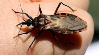 El CONICET desarrolla una vacuna preventiva contra la enfermedad de Chagas | Información General