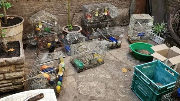 Los canarios, declarados sujetos de derecho en la Ciudad | Información General