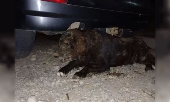 Crueldad animal en Bariloche: torturaron y enterraron viva a una perra perdida | Información General