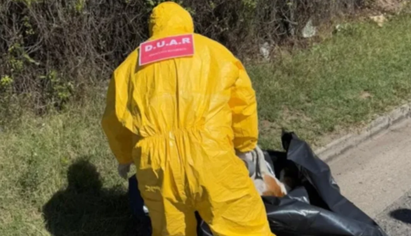 "Convulsionó por 10 segundos y murió": mataron a un perro de un tiro en plena vía pública en Córdoba | Información General