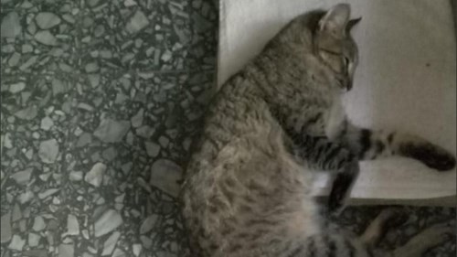 Maltrato animal: denuncia que una vecina le pegó un palazo a su gata y evalúan sacrificarla | Información General