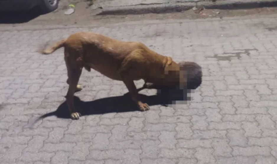 Denuncian que un pitbull mató 9 mascotas y mordió a 3 vecinos | Información General