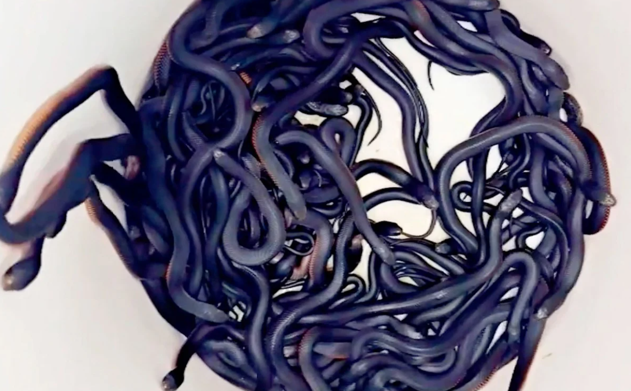 Hallaron 102 serpientes venenosas en el patio de una casa | Internacionales