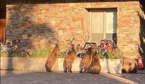 Buscan esterilizar carpinchos para controlar su población en Nordelta | Información General