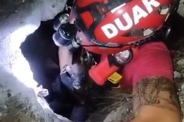 Video: bomberos rescataron a un perro que cayó a un pozo de 10 metros | Información General