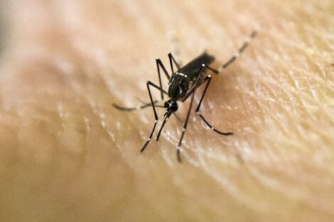Alerta por la proliferación de mosquitos y aumento de casos de dengue | Rosario y la región