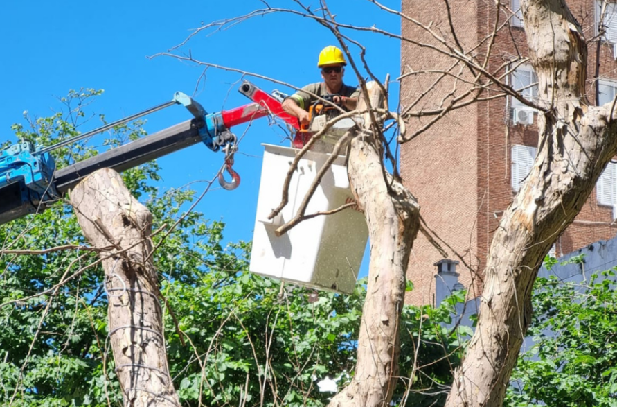 Operativos de remoción de árboles secos | Rosario y la región