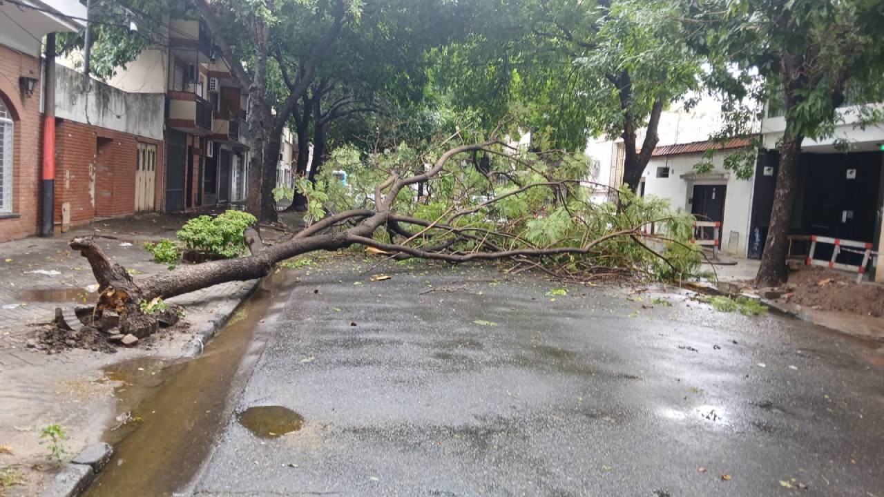 Rosario plantará 10 mil árboles para recuperar el arbolado perdido tras el temporal | Rosario y la región