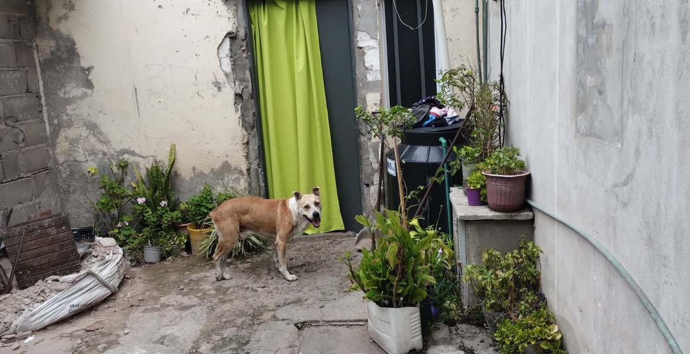 Disparos contra una vivienda: un detenido y una mascota herida | Rosario y la región