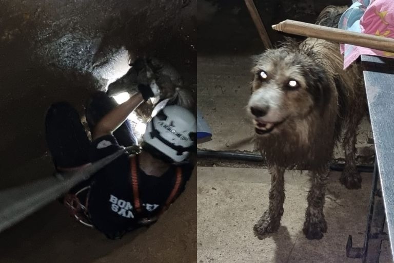 Bomberos rescataron a un perro que quedó atrapado en un pozo | Rosario y la región