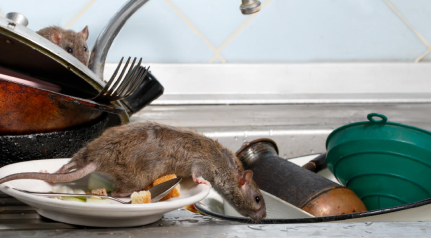 Murió una mujer por hantavirus en Bariloche: hay 24 personas aisladas | Información General