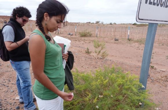 Restauran áreas degradadas por la actividad petrolera en Neuquén | Información General